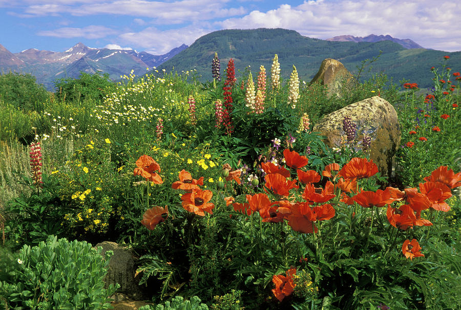 USA, Colorado, Crested Butte #7 Photograph by Jaynes Gallery USA, Colorado, Crested Butte #7 Photograph by Jaynes Gallery