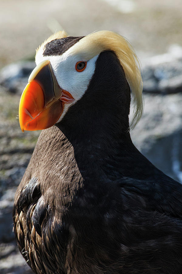 Alcidae Photograph - Usa, Oregon, Newport, Oregon Coast by Rick A Brown Alcidae Photograph - Usa, Oregon, Newport, Oregon Coast by Rick A Brown