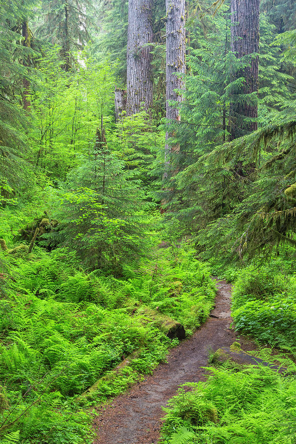 USA, Washington, Olympic National Park Photograph by Jaynes Gallery ...