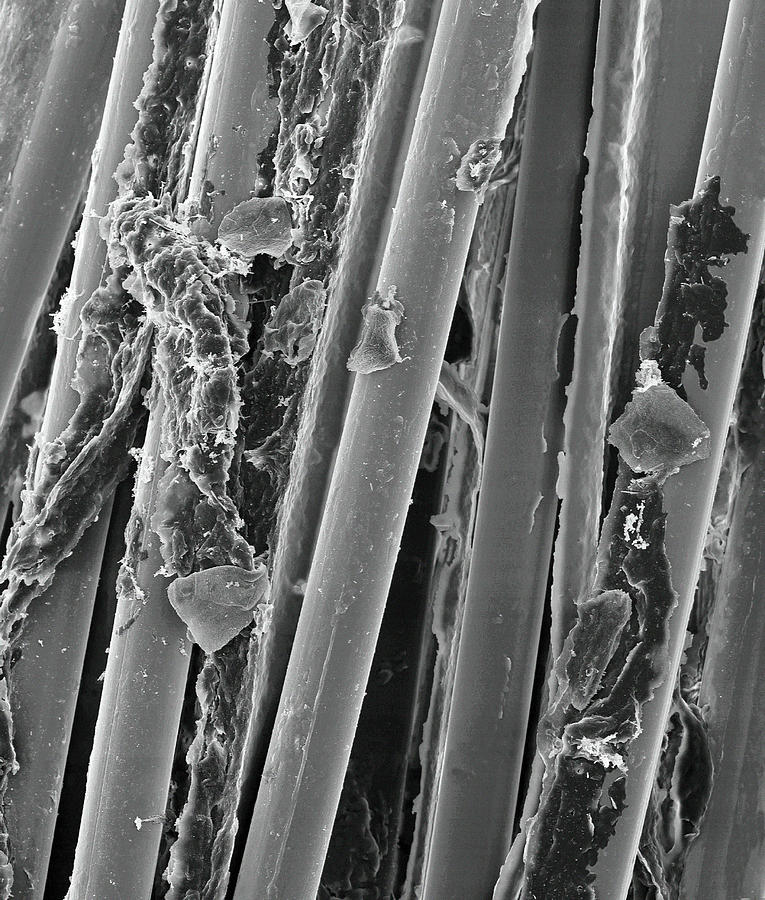 Used Wax Dental Floss #7 Photograph by Dennis Kunkel Microscopy/science Photo Library