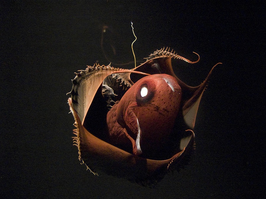 Vampire Squid #7 Photograph by Steve Downer