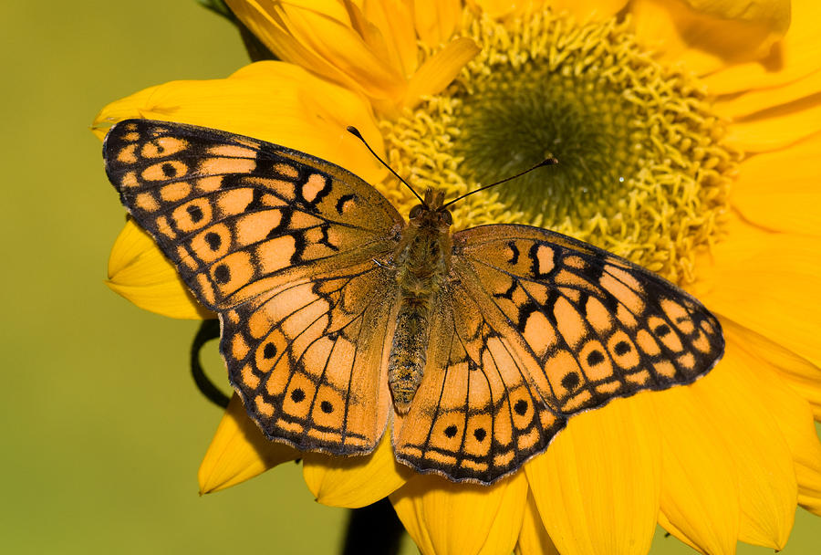 Butterfly Photograph - Variegated Fritillary #7 by Millard H. Sharp