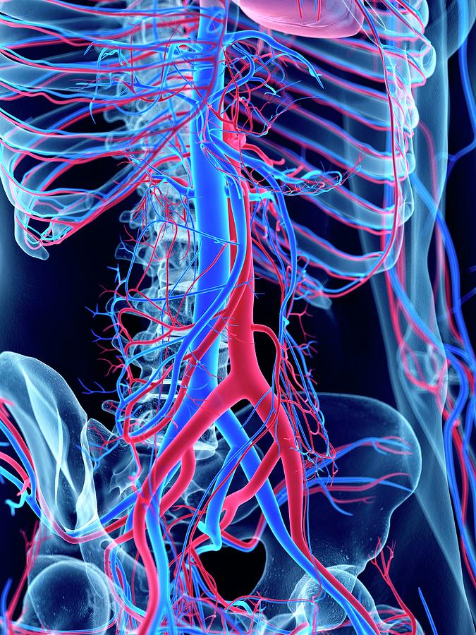Vascular System Of Abdomen #7 Photograph by Sebastian Kaulitzki/science Photo Library