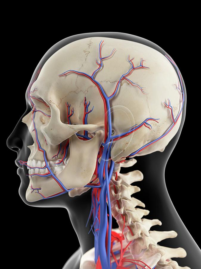 Vascular System Of Head #7 Photograph by Sebastian Kaulitzki/science Photo Library