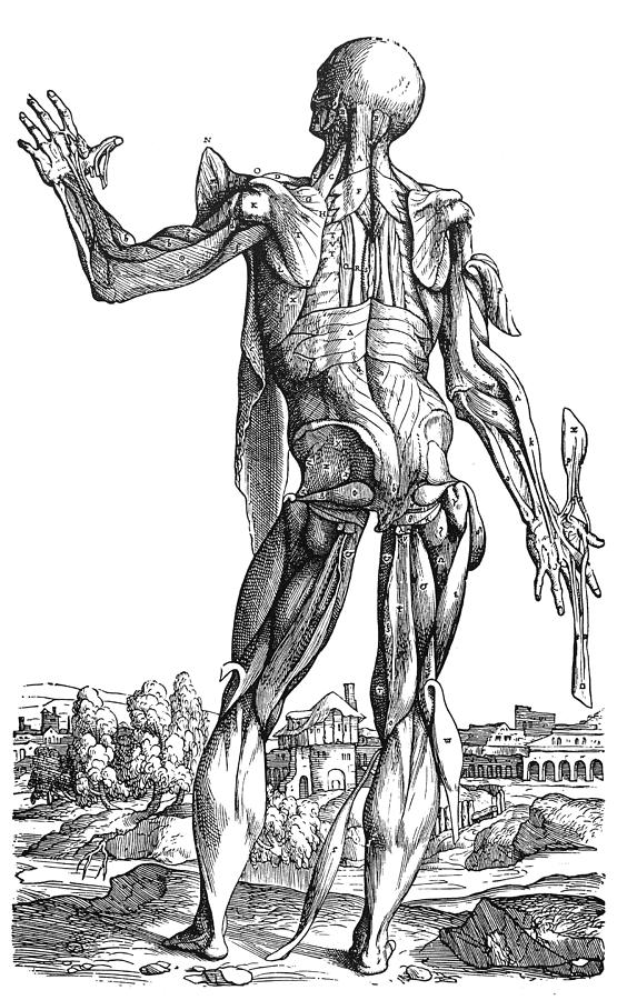 1543 Photograph - Vesalius: Muscles, 1543 #7 by Granger
