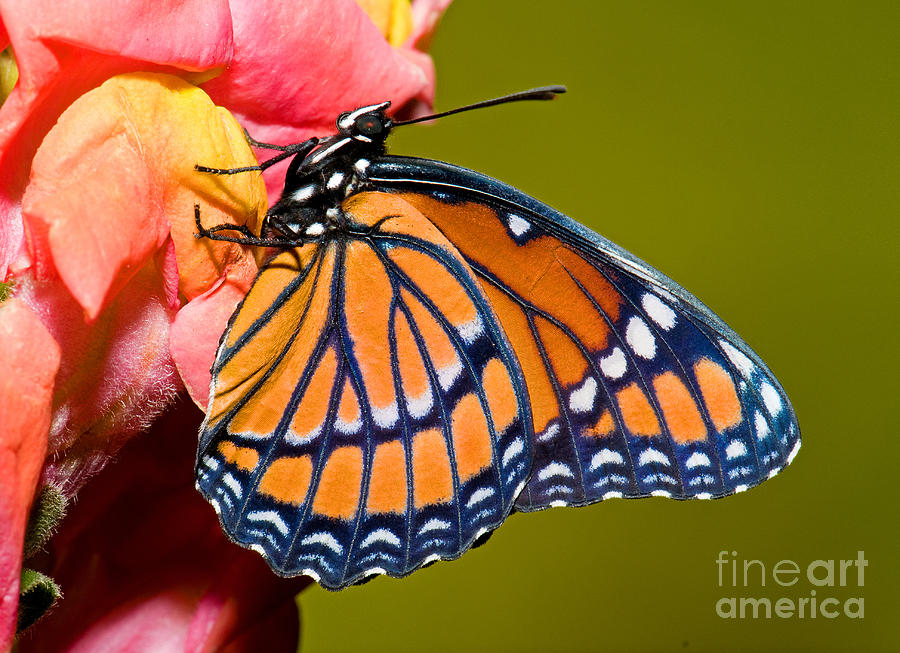 Butterfly Photograph - Viceroy Butterfly #8 by Millard H Sharp