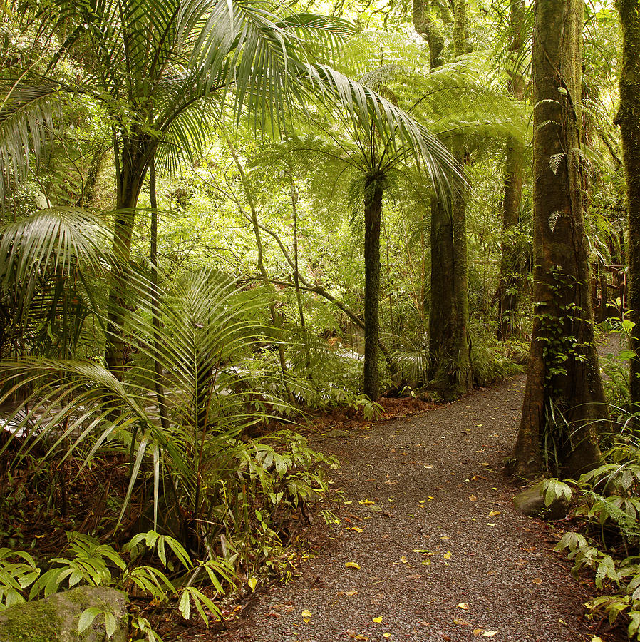 Jungle Photograph - Walking trail #7 by Les Cunliffe