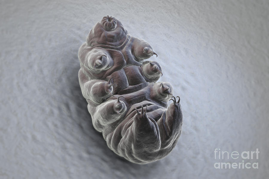 Animal Photograph - Water Bear Tardigrades #7 by Science Picture Co