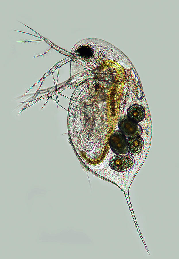 Water Flea Photograph by Marek Mis