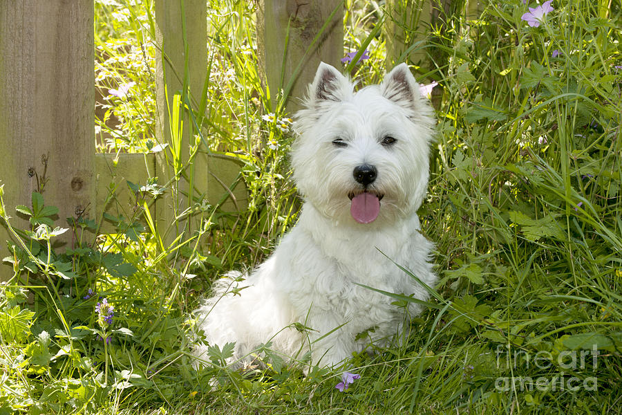 West Highland White Terrier #7 Photograph by John Daniels