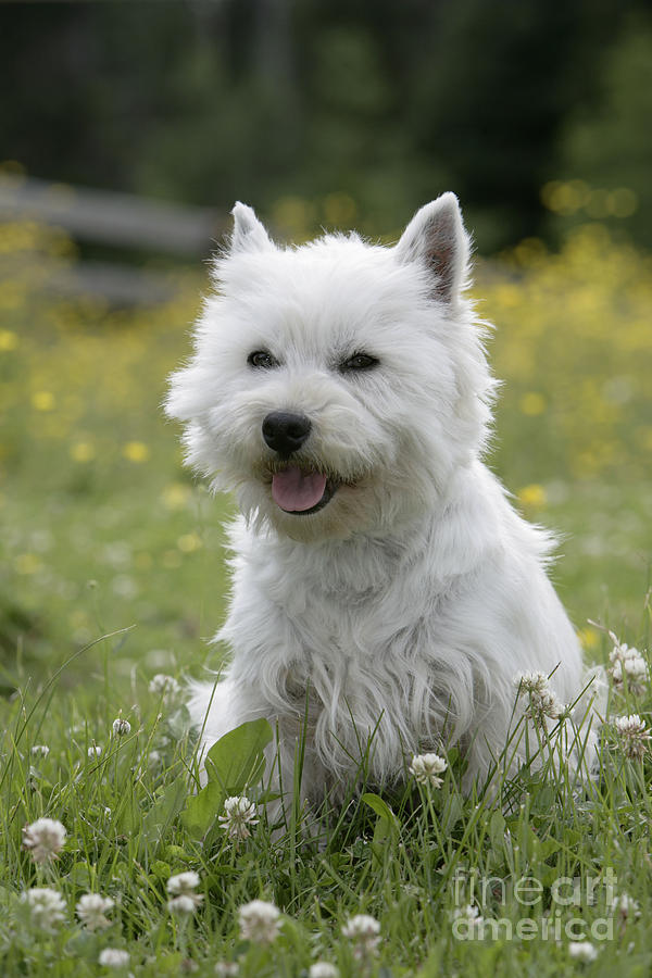 West Highland White Terrier #7 Photograph by Rolf Kopfle
