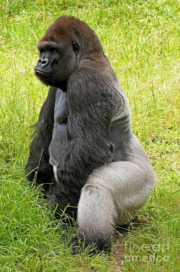 Western Lowland Gorilla #7 Photograph by Millard H. Sharp