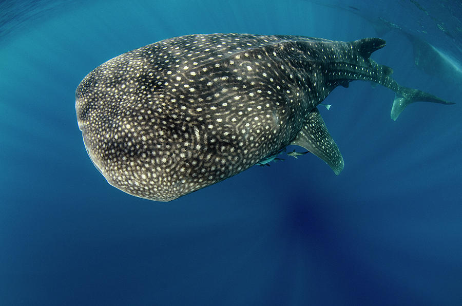 Whale Shark, Cenderawasih Bay, West Photograph by Pete Oxford | Fine ...