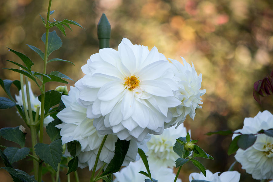White flower #7 Photograph by Susan Jensen