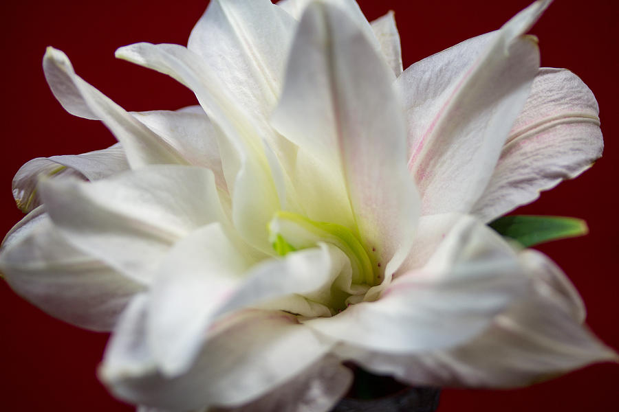 White Lilly #7 Photograph by Susan Jensen
