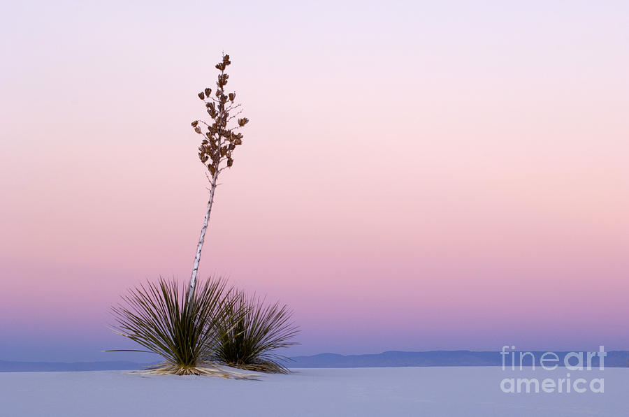 White Sands National Monument Photograph - White Sands #7 by John Shaw