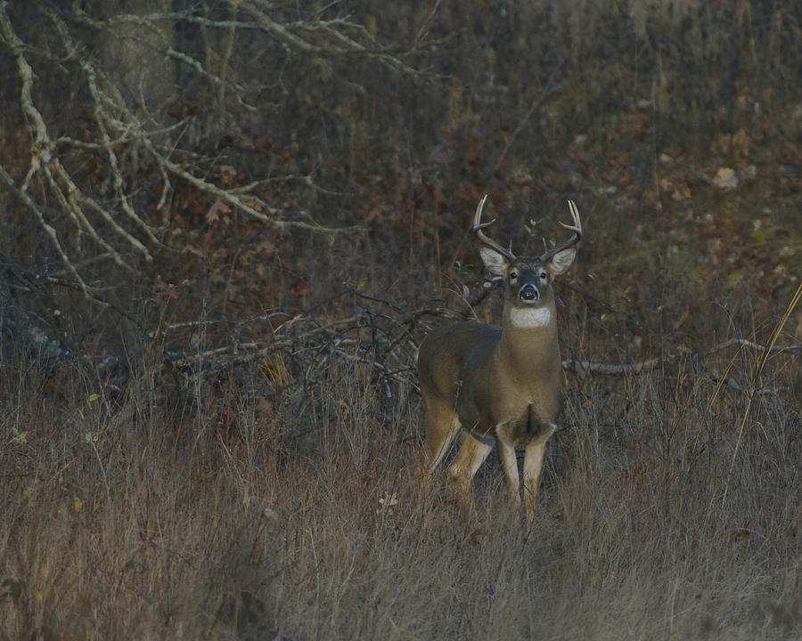 White-tailed Deer Buck In Prairie And Woods Photograph