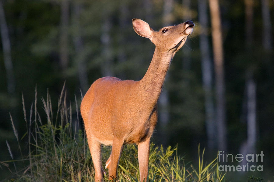 White-tailed Deer #7 Photograph by Linda Freshwaters Arndt