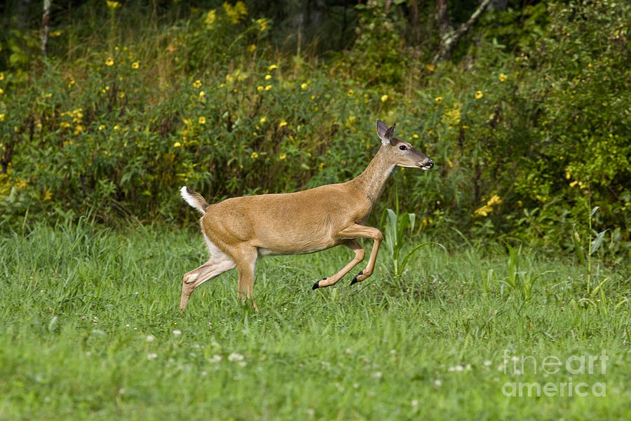 White-tailed Doe #7 Photograph by Linda Freshwaters Arndt