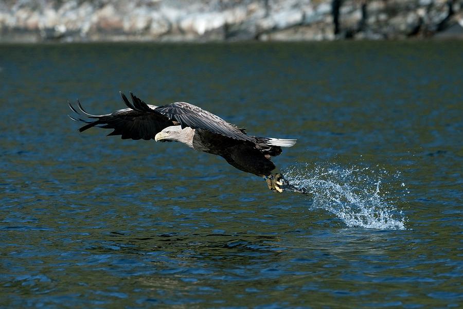 White-tailed Eagle Hunting #7 Photograph by Dr P. Marazzi/science Photo Library