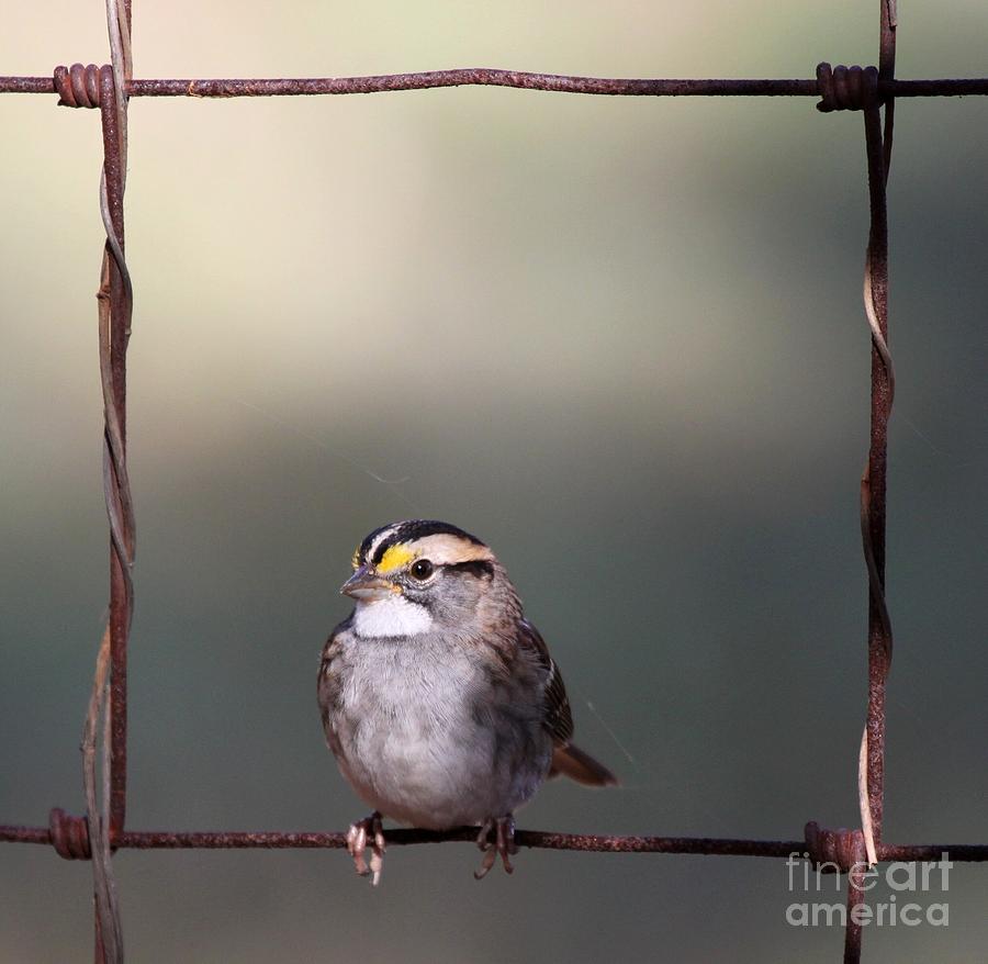 White-throated Sparrow #7 Photograph by Jack R Brock
