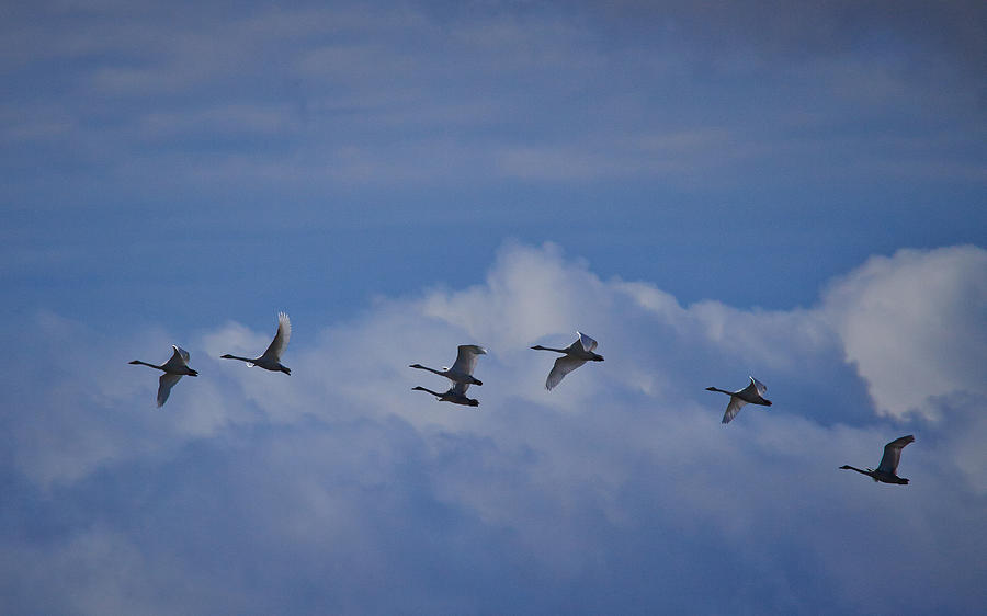 Fall Photograph - Whooper swans #7 by Jouko Lehto