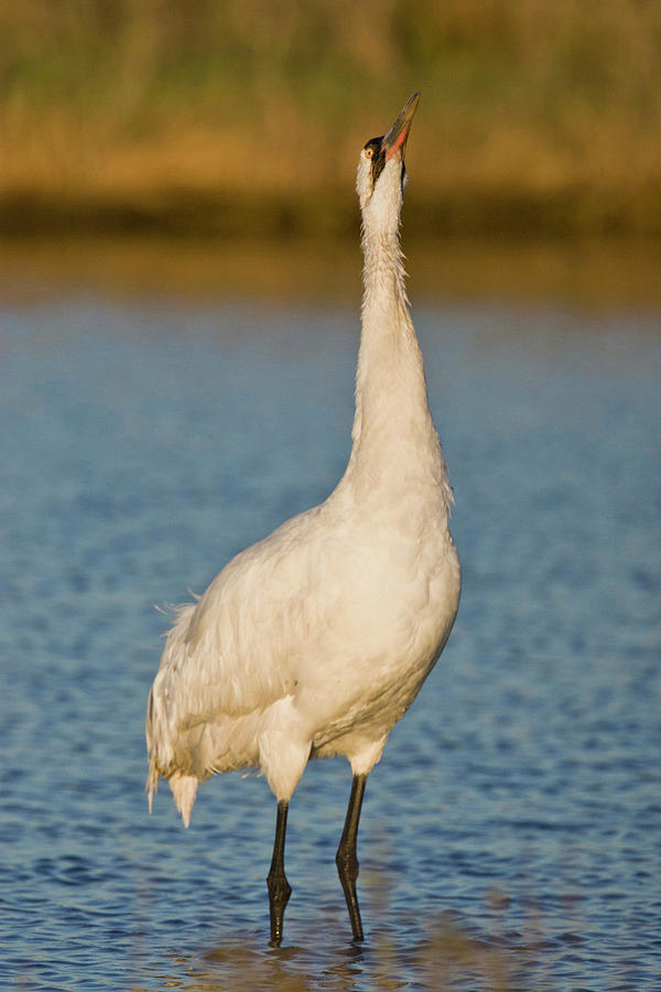 Whooping Crane (grus Americana Photograph By Larry Ditto | Pixels