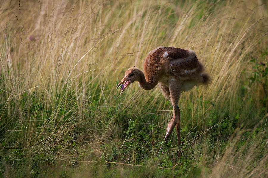 Whooping Crane Reintroduction, Direct #7 Photograph by Tom Lynn - Pixels