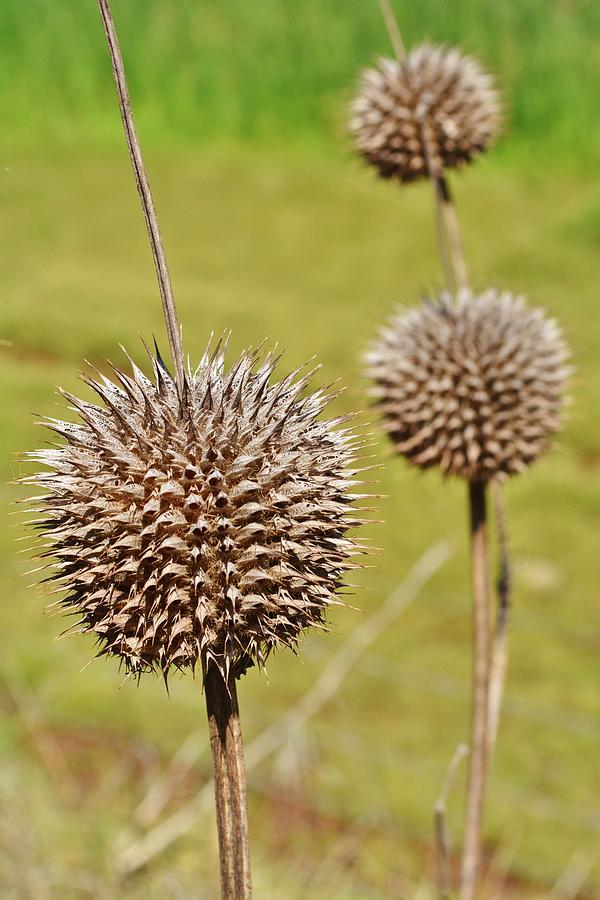 Wild Dagga Photograph by Werner Lehmann