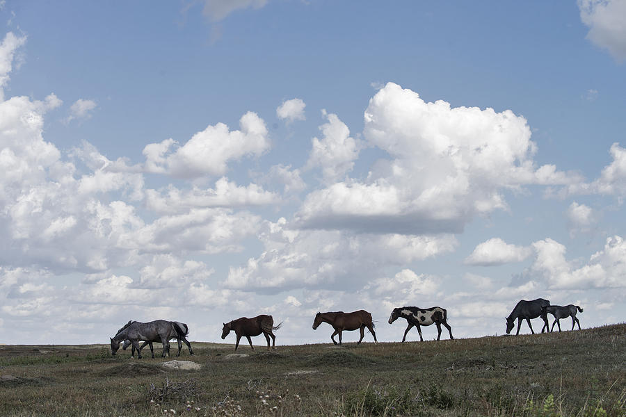 Wild Horses, North Dakota #7 Photograph by Mark Newman