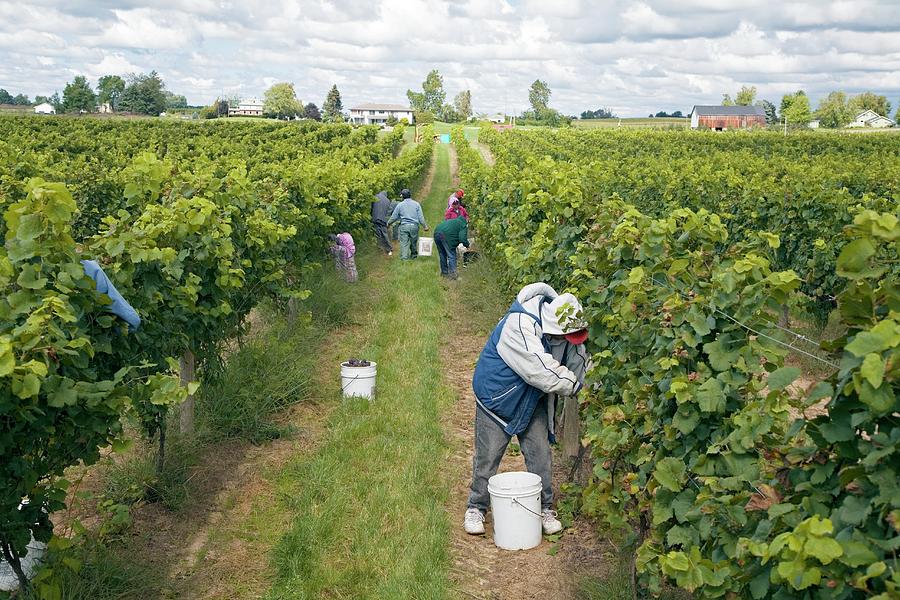Wine Photograph - Wine Grape Harvest #7 by Jim West