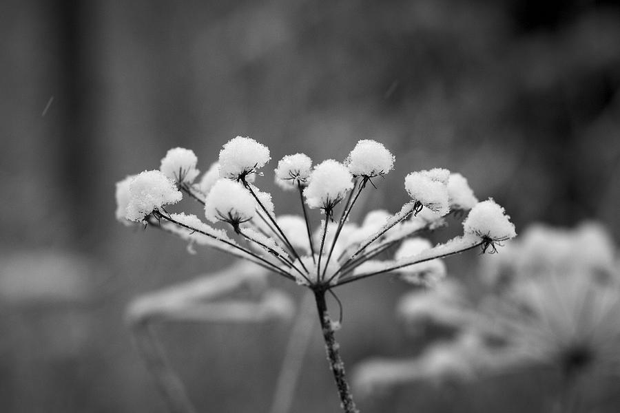 Winter flowers black and white Photograph by Jouko Lehto