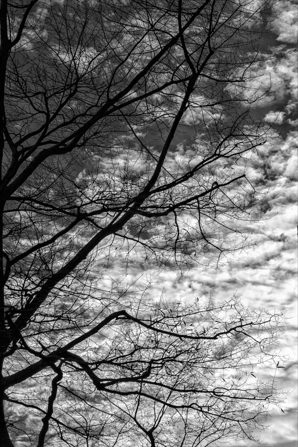 Winter Trees and Clouds #7 Photograph by Robert Ullmann