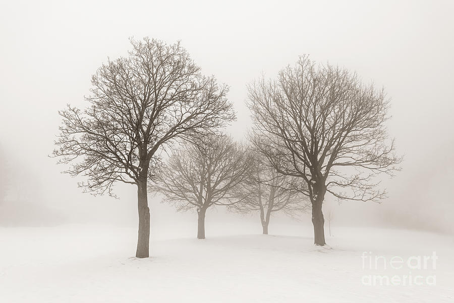 Winter trees in fog 3 Photograph by Elena Elisseeva