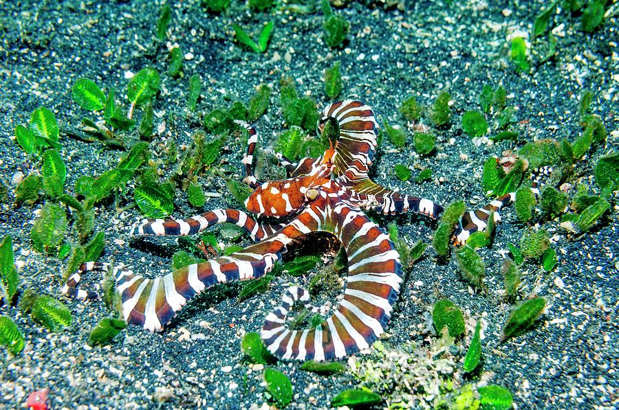 Wonderpus Octopus #7 Photograph by Georgette Douwma
