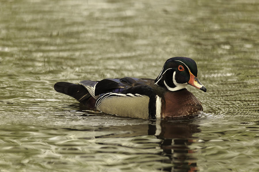 Wood Duck #7 Photograph by Josef Pittner