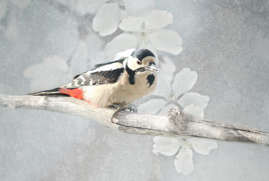 Woodpecker Mixed Media - Woodpecker #7 by Heike Hultsch