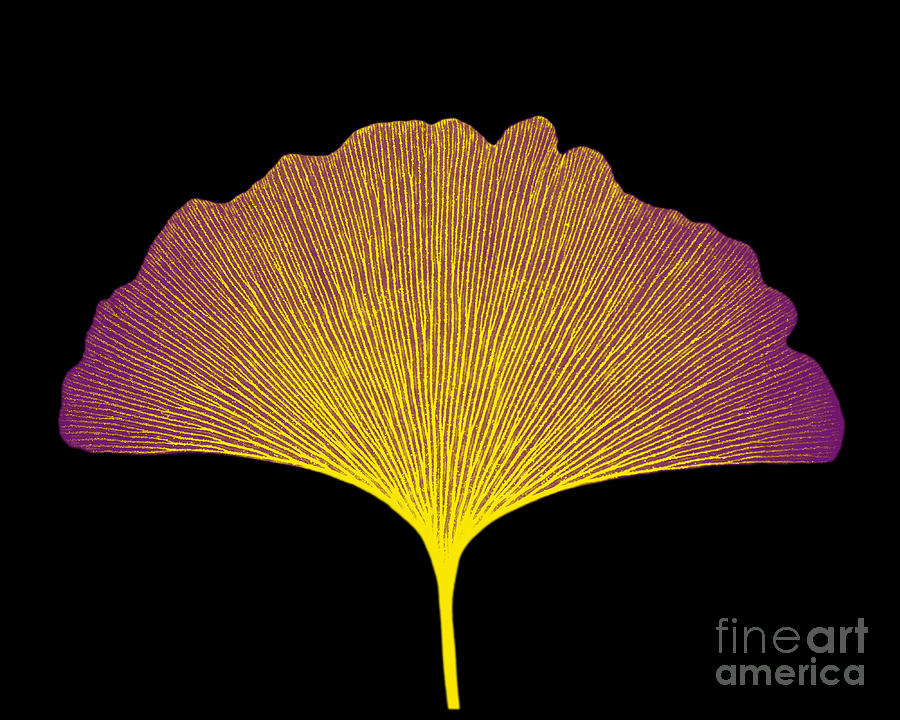 X-ray Of Ginkgo Leaf #7 Photograph by Bert Myers