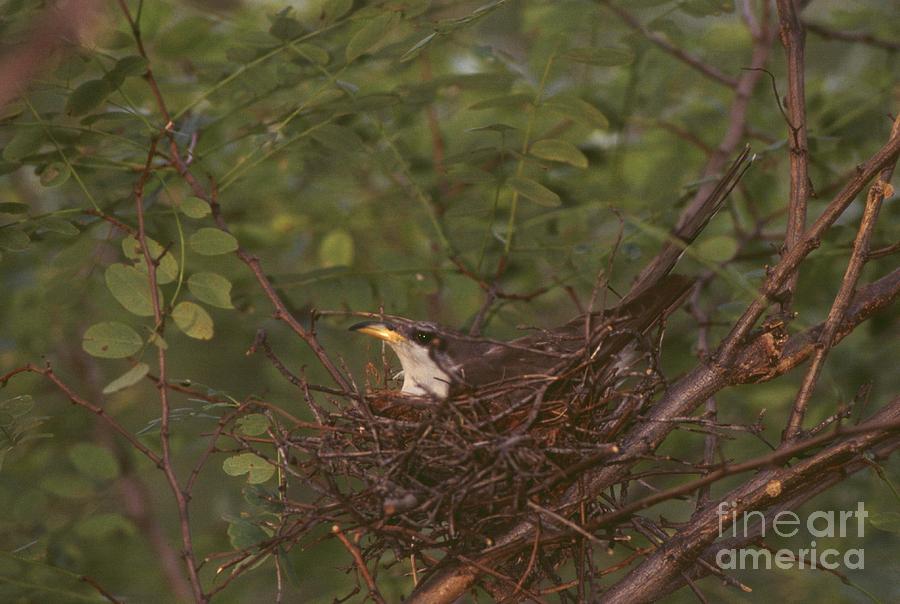 Yellow-billed Cuckoo #7 Photograph by Jack R Brock