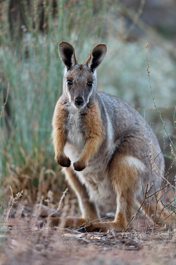 Animal Photograph - Yellow-footed Rock-wallaby (petrogale #7 by Martin Zwick