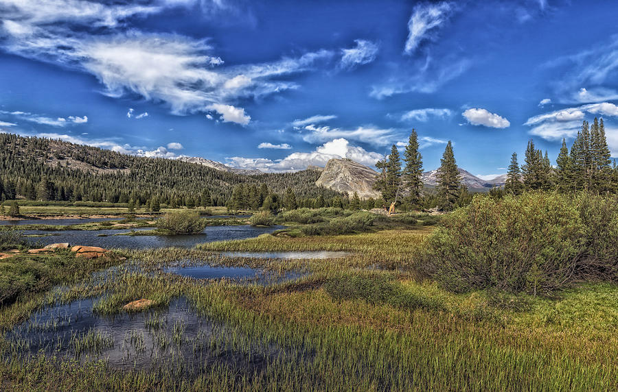 Yosemite Beauty #5 Photograph by Mountain Dreams