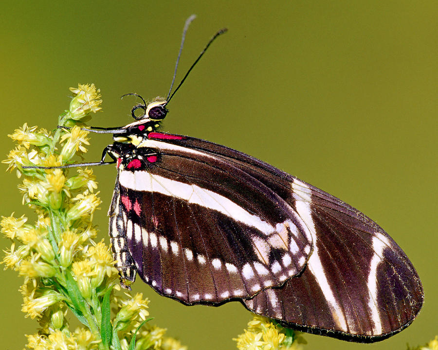 Zebra Butterfly Heliconius Charitonius #7 Photograph by Millard H. Sharp
