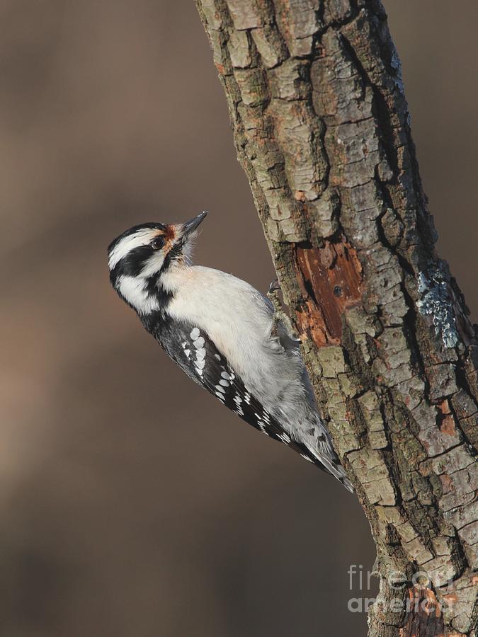 Downy Woodpecker #70 Photograph by Jack R Brock