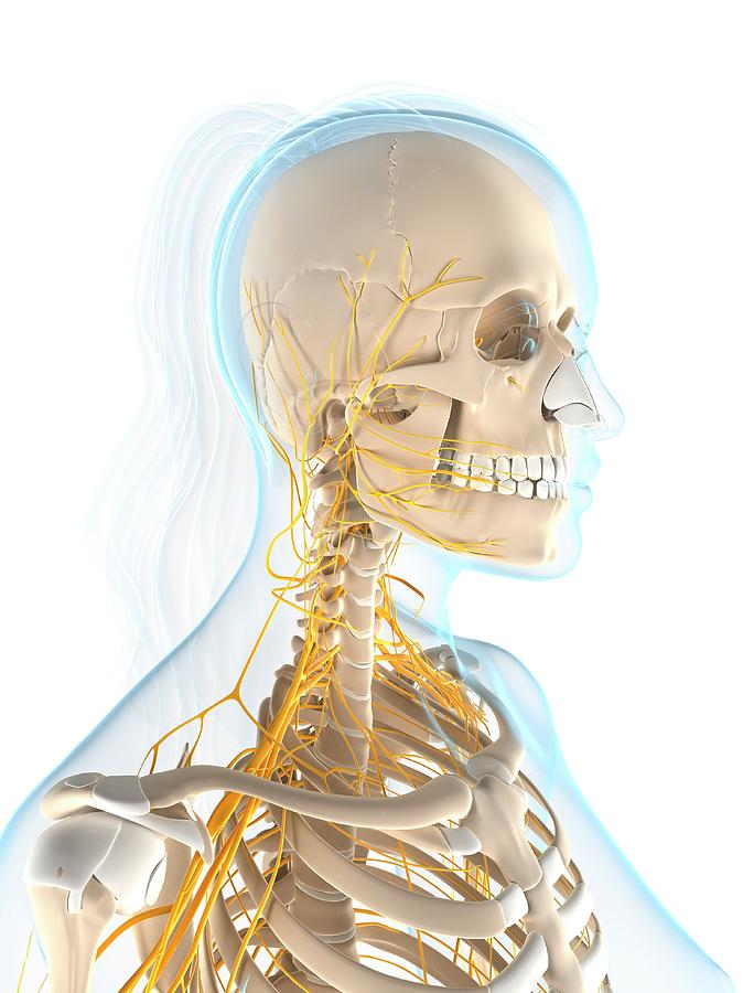 Female Nervous System Photograph by Sciepro/science Photo Library ...