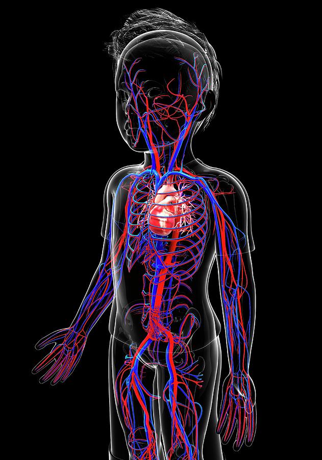 Human Cardiovascular System Photograph by Pixologicstudio - Pixels