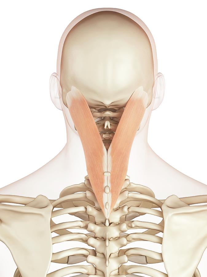 Human Neck Muscles Photograph by Sciepro - Pixels