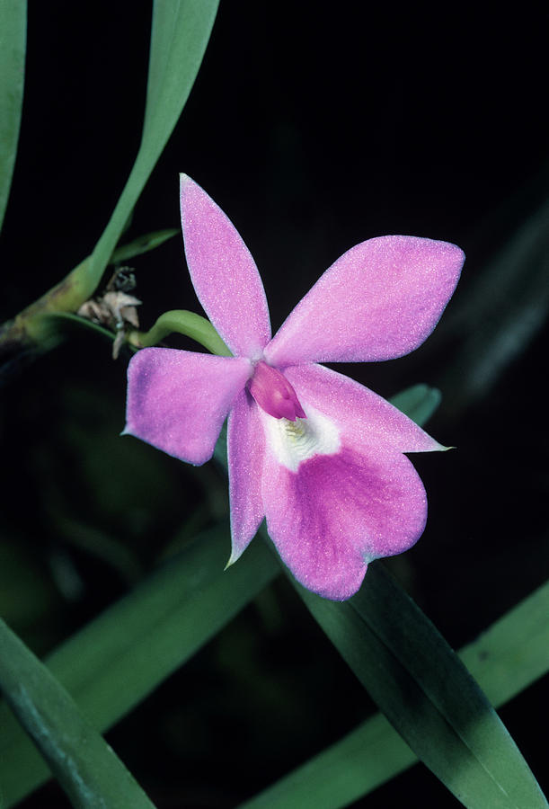 Orchid Flower #70 Photograph by Paul Harcourt Davies/science Photo Library