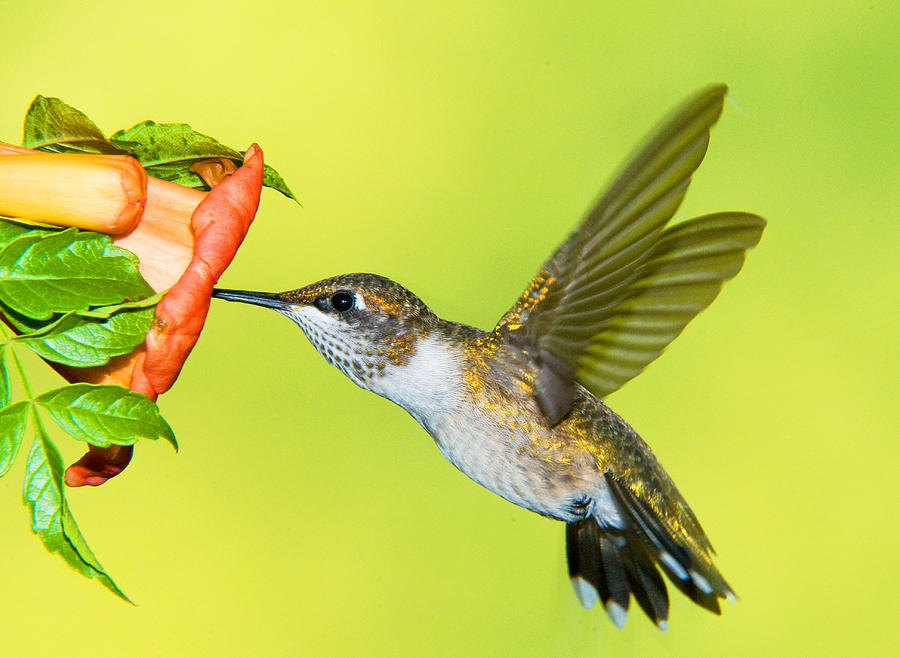 Ruby Throated Hummingbird #70 Photograph by Millard H. Sharp