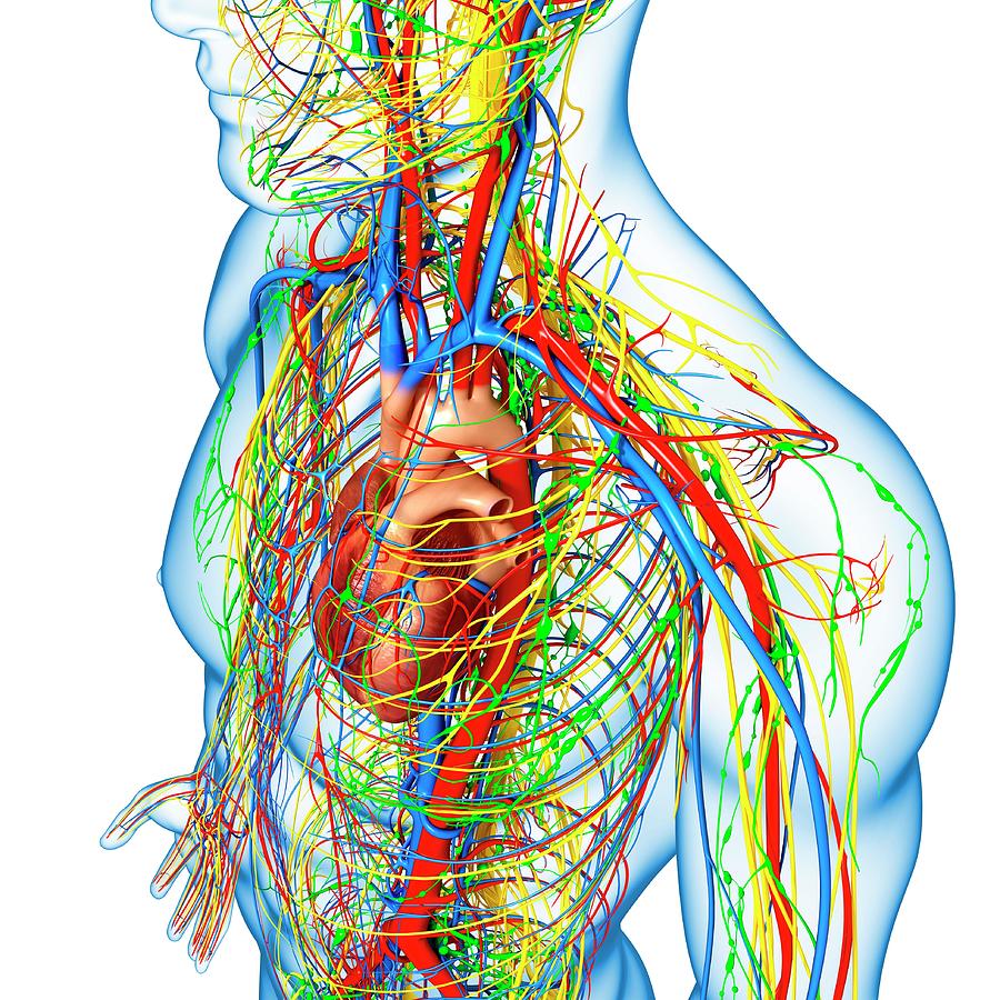 Female upper body anatomy, illustration - Stock Image - F026/5626 - Science  Photo Library