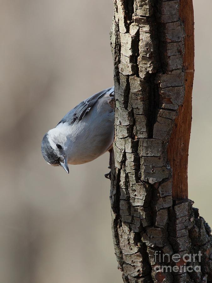 White-breasted Nuthatch #70 Photograph by Jack R Brock